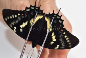 Pterourus cacicus inca A1 ♂