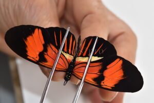 Heliconius melpomene amaryllis x aglaope f. pseudopenelamanda A1 ♂ HYBRID* WILD CAUGHT SPECIMEN