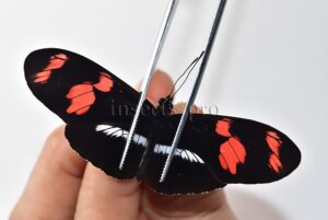 Heliconius sp. A1 ♂ HYBRID*