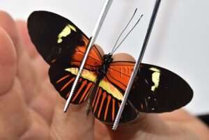 Heliconius melpomene amaryllis x aglaope f. daira ♂ HYBRID* WILD CAUGHT SPECIMEN
