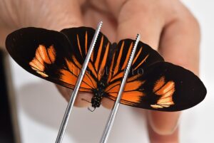 Heliconius erato emma A1 ♂ HYBRID*