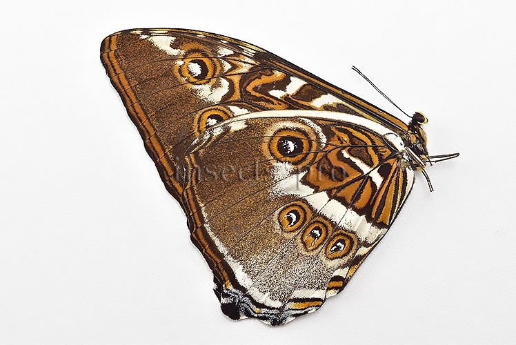 Morpho hecuba obidonus A1 ♂ - Image 2