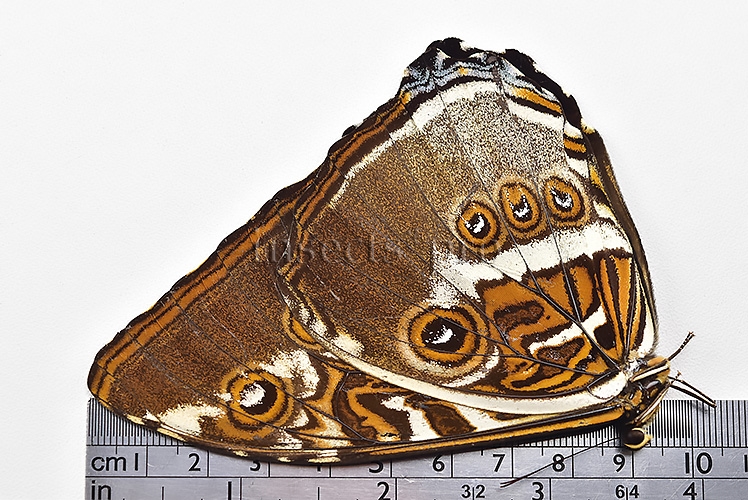 Morpho hecuba obidonus A1 ♂ - Image 3