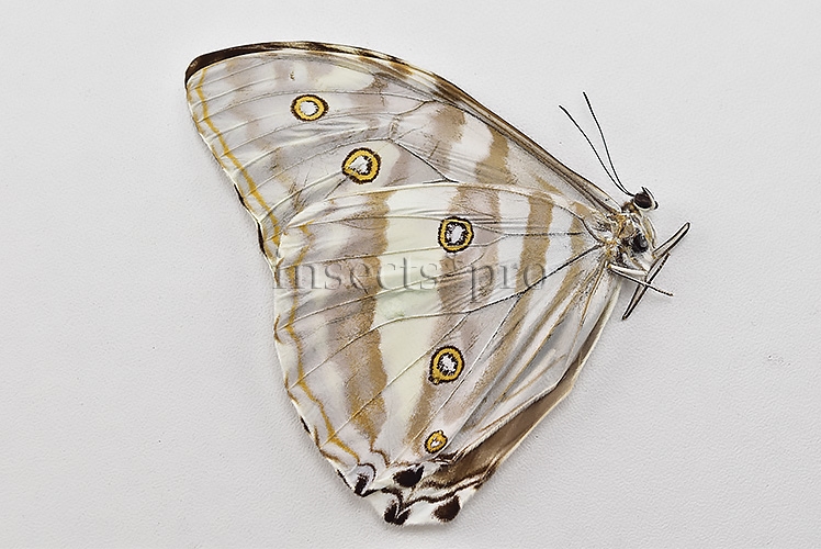 Morpho eugenia uraneis A1 ♀ - Image 2