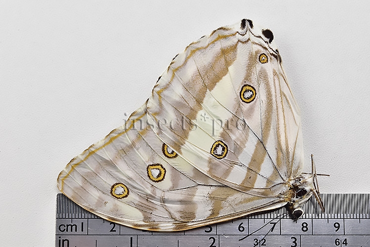 Morpho eugenia uraneis A1 ♀ - Image 3