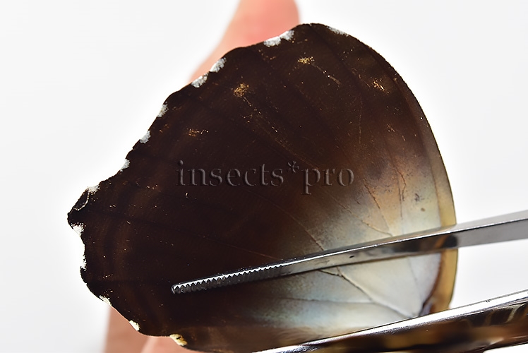 Morpho hecuba obidonus A1 ♂ - Image 5