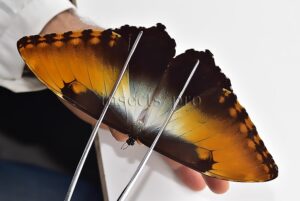 Morpho hecuba obidonus A1 ♂