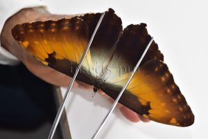 Morpho hecuba obidonus A1 ♂