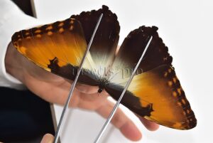 Morpho hecuba obidonus ♂