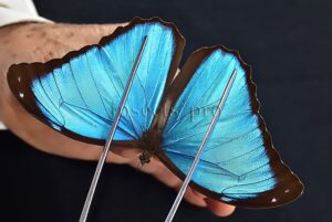 Morpho menelaus occidentalis A1 ♂