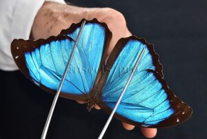 Morpho menelaus occidentalis A1 ♂
