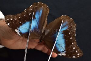 Morpho menelaus occidentalis ♀