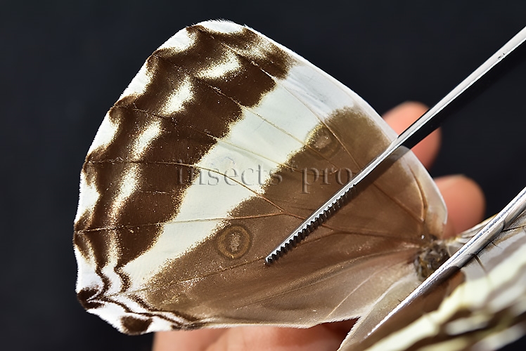 Morpho eugenia uraneis A1 ♀ - Image 5