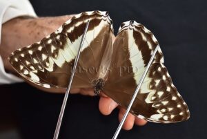 Morpho eugenia uraneis A1 ♀