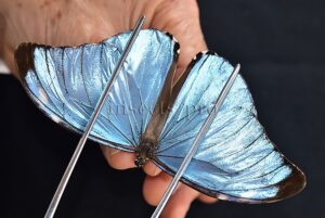 Morpho eugenia uraneis ♂