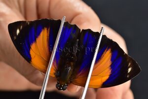 Agrias pericles mauensis ♂