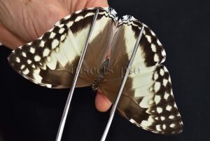 Morpho marcus intermedia A1 ♀
