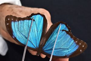 Morpho menelaus offenbachi ♂