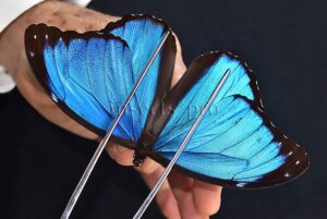 Morpho menelaus offenbachi ♂