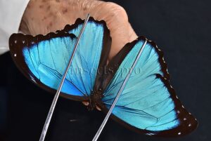Morpho menelaus offenbachi A1 ♂