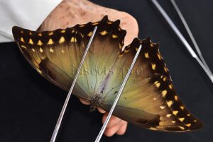 Morpho amphitryon cinereus ♂