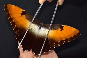 Morpho hecuba obidonus A1 ♂