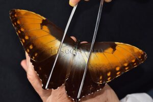 Morpho hecuba obidonus ♂
