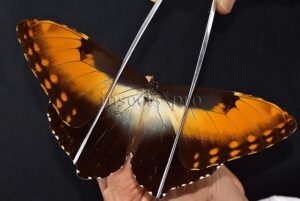 Morpho hecuba obidonus ♂