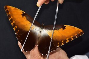 Morpho hecuba obidonus ♂