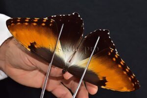 Morpho hecuba obidonus A1 ♂