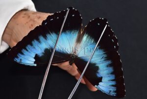 Morpho cisseis ssp. ♂ FROM CODAJAS