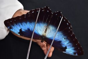 Morpho cisseis ssp. ♂