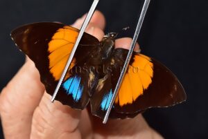 Agrias amydon athenais ♂ NWE