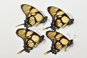 :::BULK SALE:::: Eurytides dolicaon deileon A1 ♂ THIN-TAILED SWALLOWTAIL