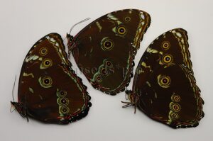 :::BULK SALE:::: Morpho achilles phokylides A1 ♂