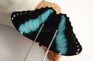 :::BULK SALE:::: Morpho helenor theodorus A1 ♂