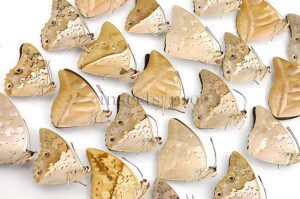 :::BULK SALE:::: Prepona sp. A1 ♂ ASSORTED PREPONA SPECIES