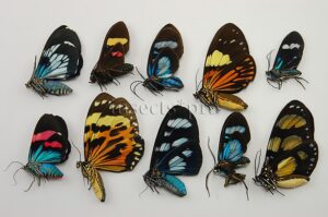 :::BULK SALE:::: Arctiidae spp. A1 ♂♀ ASSORTED SPECIES PERICOPINAE