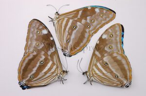 :::BULK SALE:::: Morpho marcus intermedia f. gigantea A1 ♂