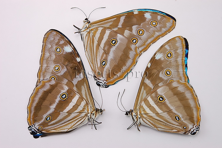 :::BULK SALE:::: Morpho marcus intermedia f. gigantea A1 ♂