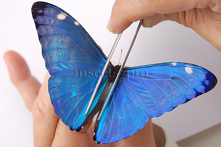 :::BULK SALE:::: Morpho marcus intermedia f. gigantea A1 ♂ - Image 2