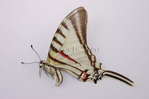 :::BULK SALE:::: Neographium agesilaus autosilaus A1 ♂ EURYTIDES SWALLOWTAIL