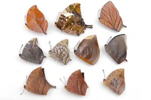 :::BULK SALE:::: Anaea sp. A1 ♂ MIXED SPECIES