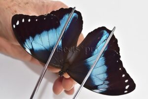 :::BULK SALE:::: Morpho helenor helenor A1/A1- ♂