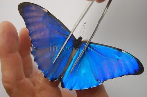 :::BULK SALE:::: Morpho aurora aureola A1- ♂