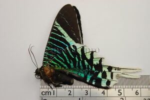 :::BULK SALE:::: Heraclides androgeus androgeus A1 ♂ PAPILIO ANDROGEUS SWALLOWTAIL