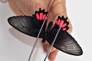 Parides orellana A1 ♀ RARE PAPILIONIDAE