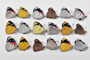 :::BULK SALE:::: Perisama sp. A1 ♂ ASSORTED SPECIES