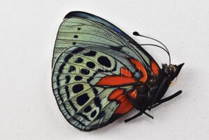 :::BULK SALE:::: Asterope leprieuri optima A1 ♂