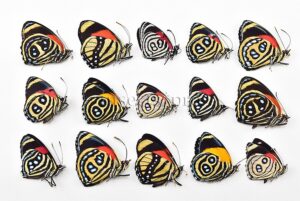 :::BULK SALE:::: Callicore sp. A1 ♂ ASSORTED SPECIES